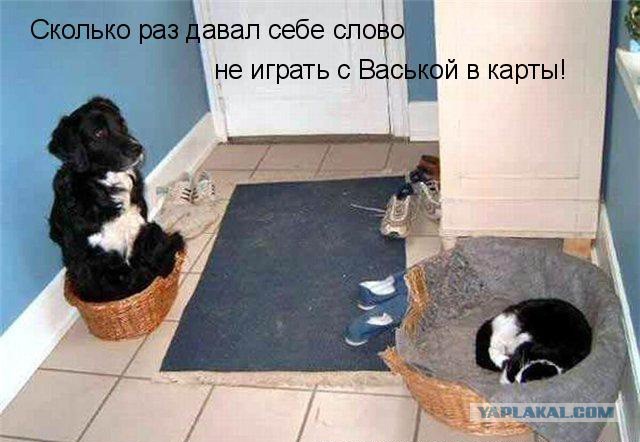 Собаки против котов