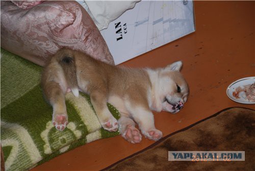 Собакочетверг же, ау!