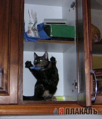 Коты, кошки, котята