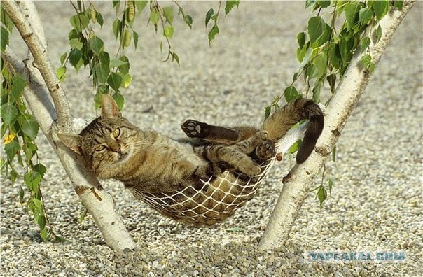 Животные, которые никогда не унывают