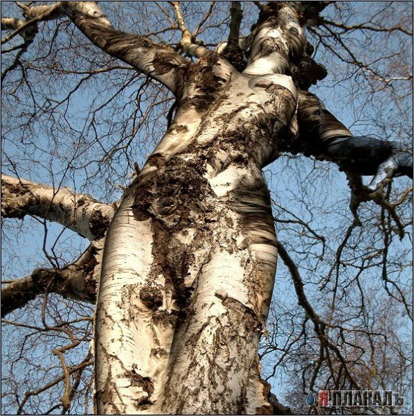 Эта сексуальная природа. РАСТЕНИЯ, ПЕЙЗАЖИ