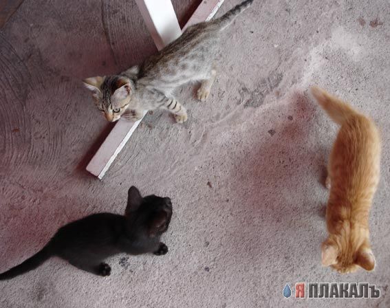 Коты, кошки, котята