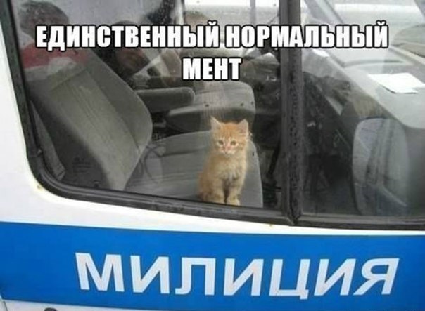 Весёлые картинки