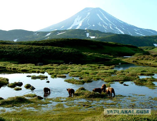 Медведи Камчатки