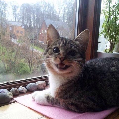 Восьмомартовский котовторник