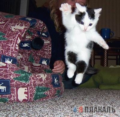 Котовторник