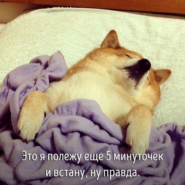 Мохнатые беспредельщики