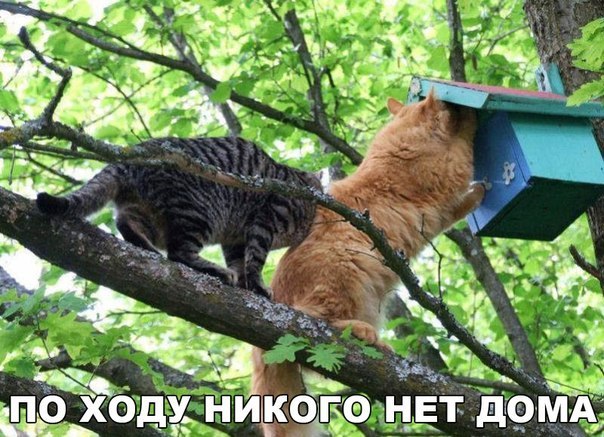 Прикольные животные