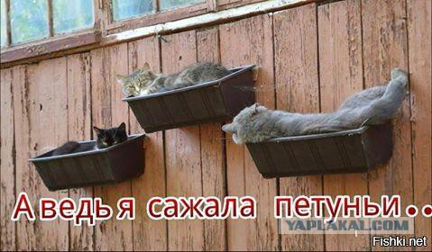 Прикольные и веселые картинки