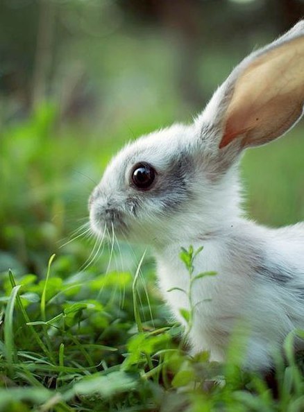 Самые смешные животные