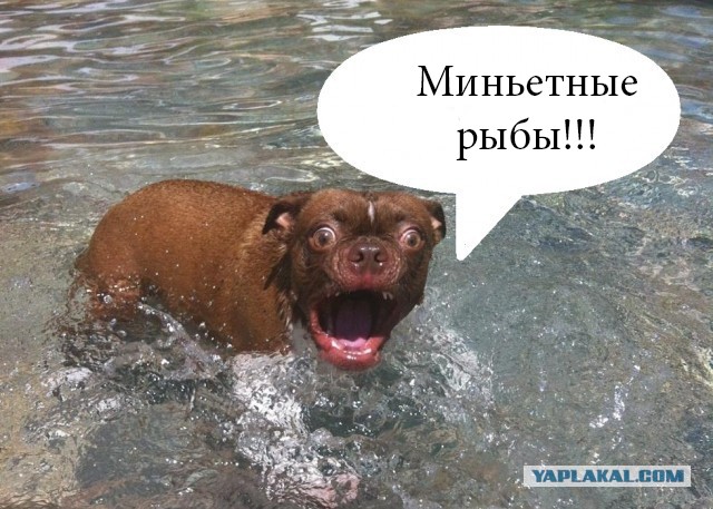 Жабельный собакен