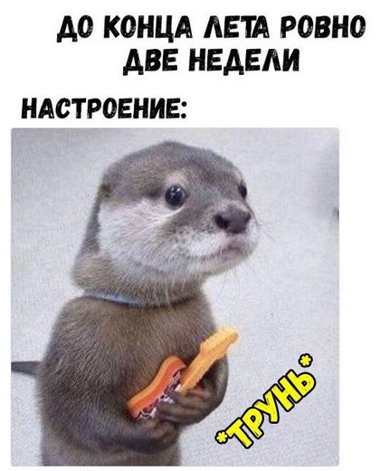 100 картинок для поднятия настроения!