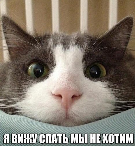 Коты и Кошки