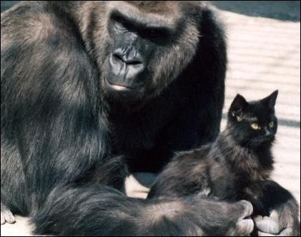 Google Photos перестали показывать фото горилл из-за обвинений в расизме