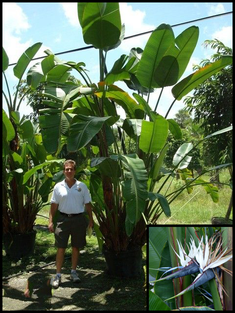 Только сейчас понял, что это растение называется "райская птица" из–за картинки слева, а не справа