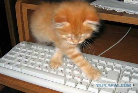 Котовторник на ЯПлакалъ