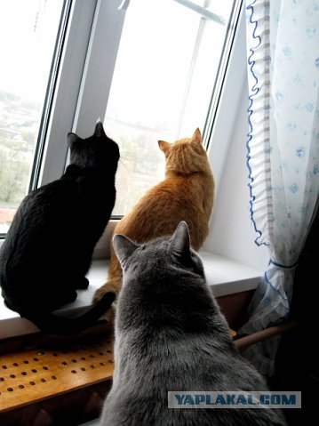 Котовторник 22.11.11