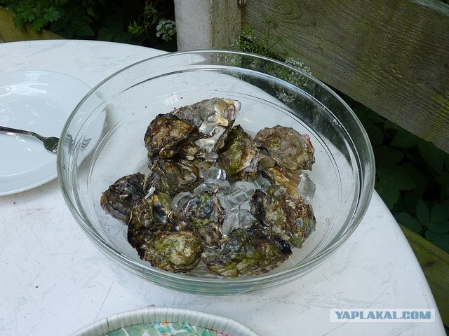 Побережье Северного моря.