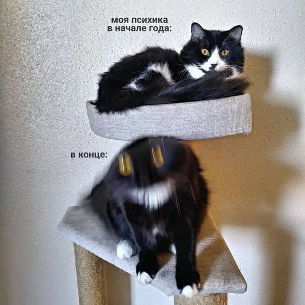 Котокартинки