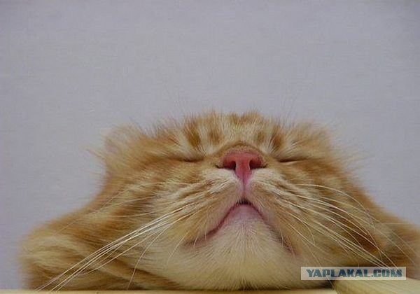 Котовторник 04.06.2013
