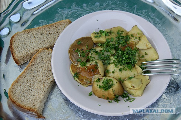 Маринованные белые грибы