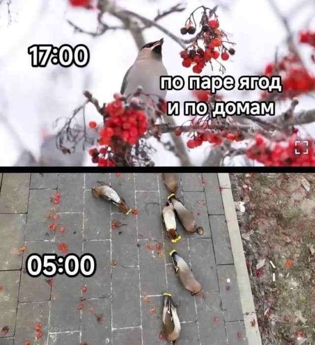 «Утро с пацанами 1 января»