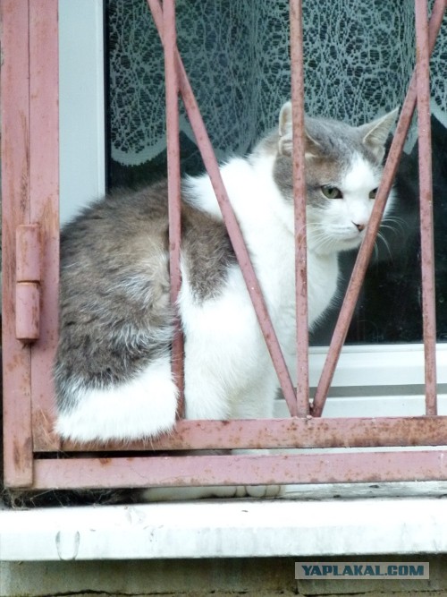 Котовторник на 24.09.2013г