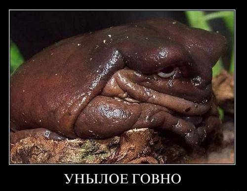 Фраза дня