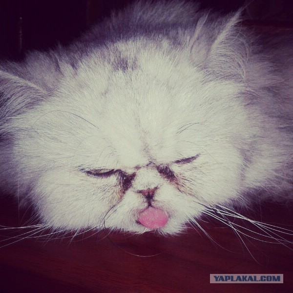 Котовторник 10.06.2014