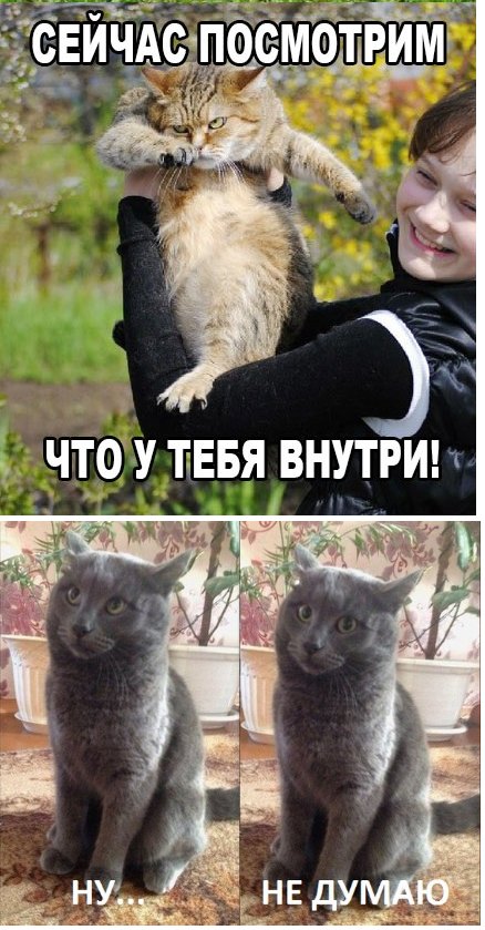 Первая прогулка с котом