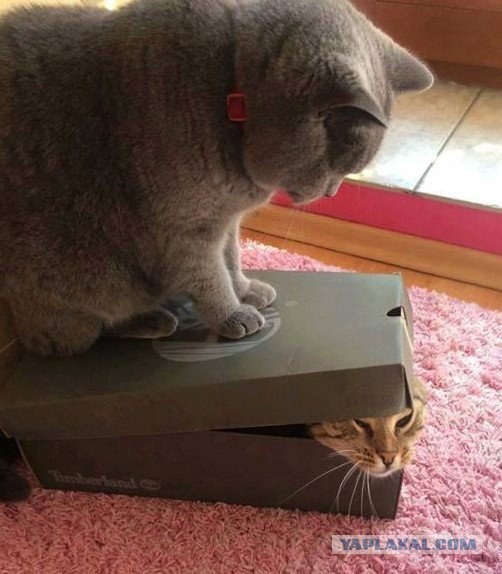 Разные картинки из сети