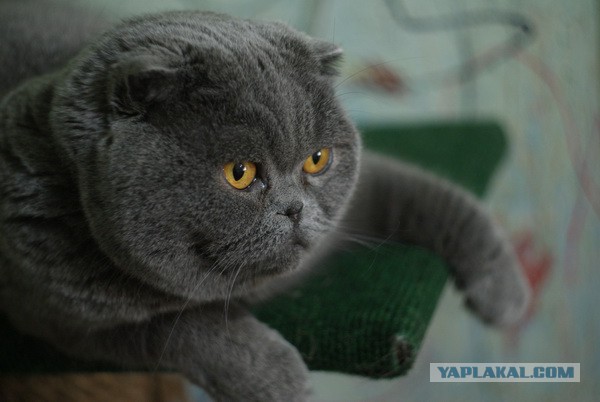 Наш Котяра