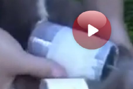 Полицейские задержали взорвавших кота рязанцев