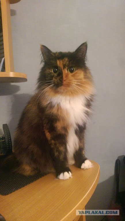 Слепая кошка с завораживающими глазами