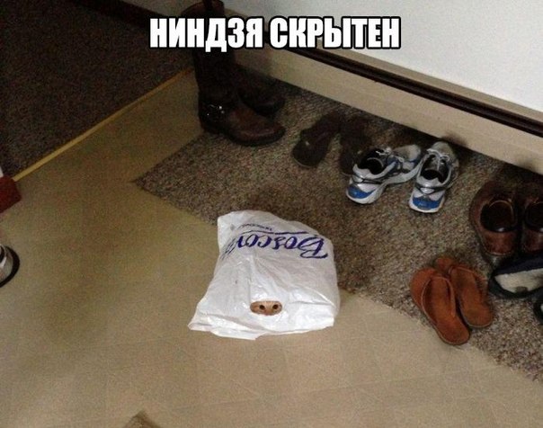 Мохнатые беспредельщики