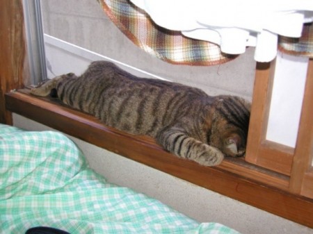 Котомет на пятницу (14.12.2007)