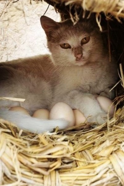 Коты и Кошки