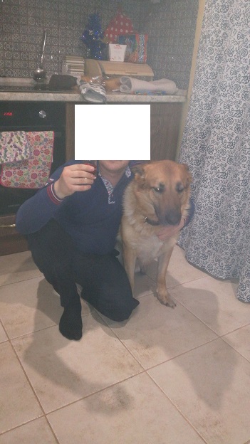 С новым годом собаки