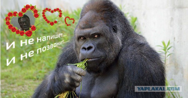 Работник зоопарка арестован за попытку изнасилования гориллы