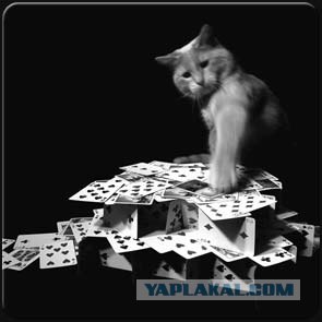 Котовторник на ЯПлакалъ 08.07.2008