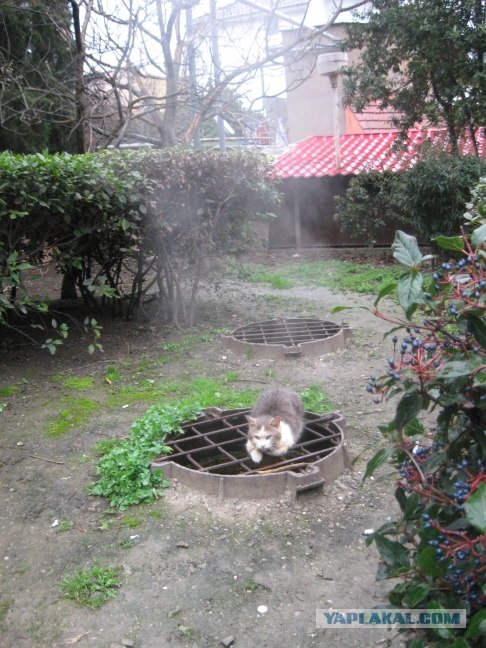 Lolcats - котовторник 33 лолокота!