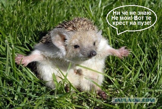 Новорожденные ежата