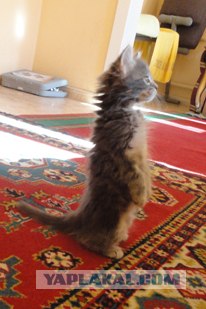 Котовторник 1.11.11