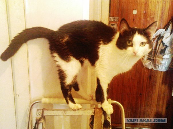 Котовторник!