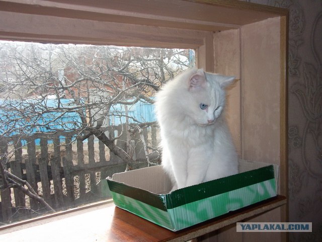 Котовторник 06.12.2011