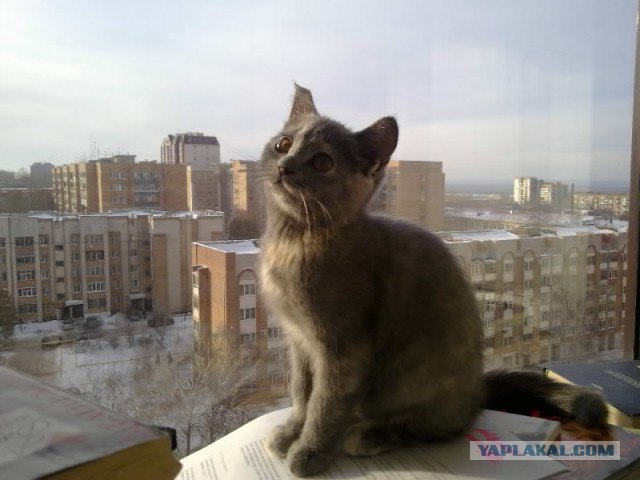 Котовторник 20.12.2011