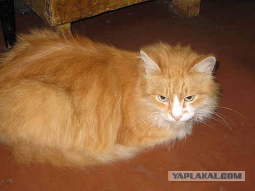 Первый КОТОВТОРНИК 2012