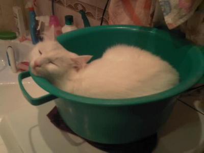 Котовторник (28.02.2012)