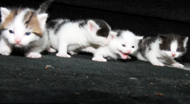 В машине, которую хотели разрезать на металлолом
