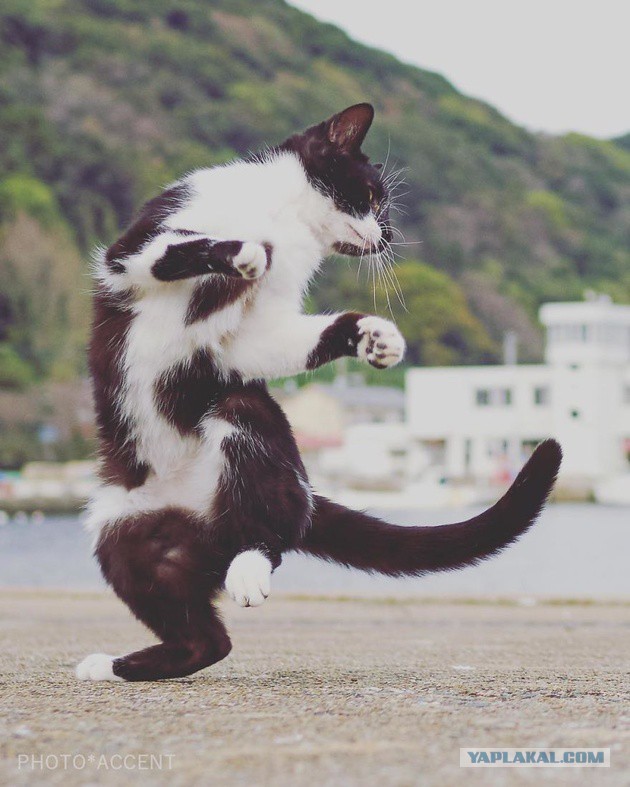 Крадущийся кусь, затаившаяся лапа. Фотограф снимает кошек, которые занимаются карате